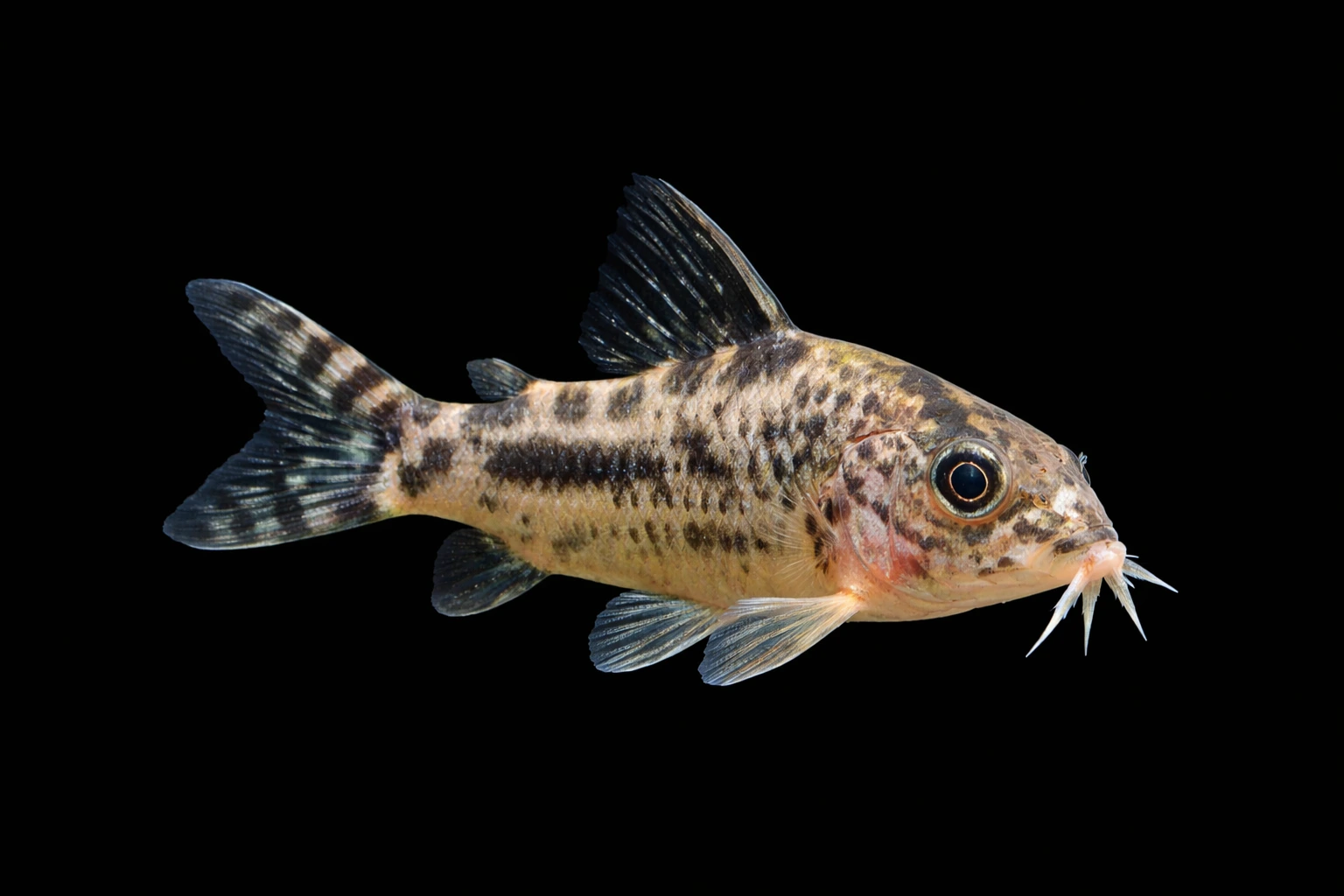 Corydoras paleatus / Corydoras aeneus – Jestem Cory