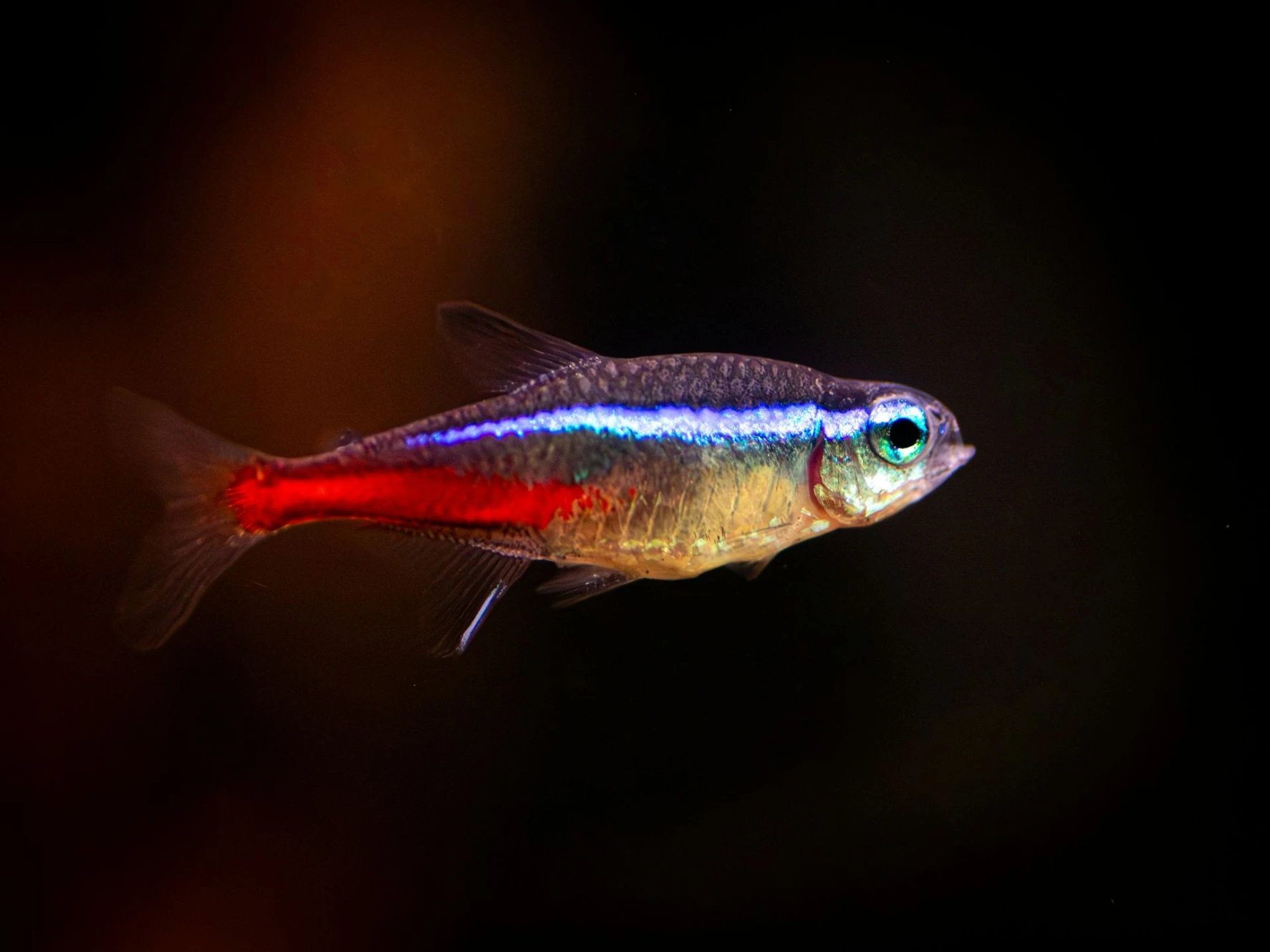 Neon Innesa Trigonostigma heteromorpha