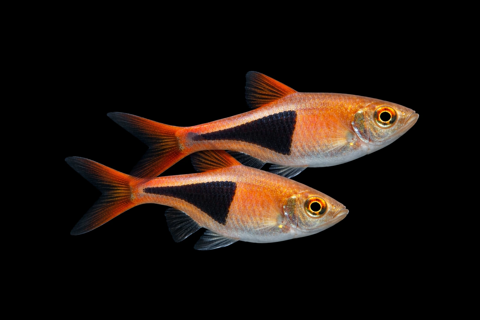 Razbera Clinoa (ang. Arlgen Raspera)