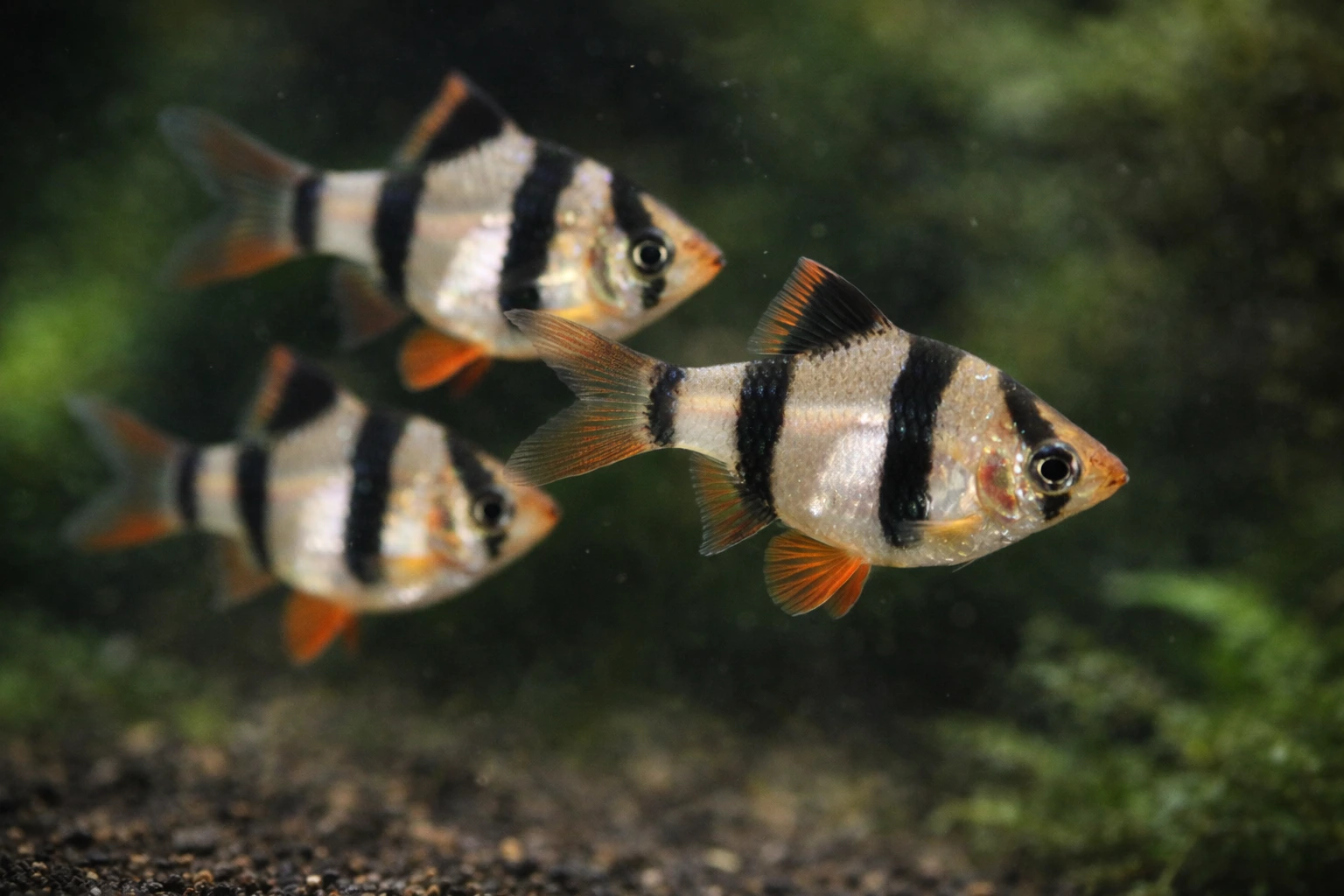 Brzanki (np. brzanka sumatrzańska)