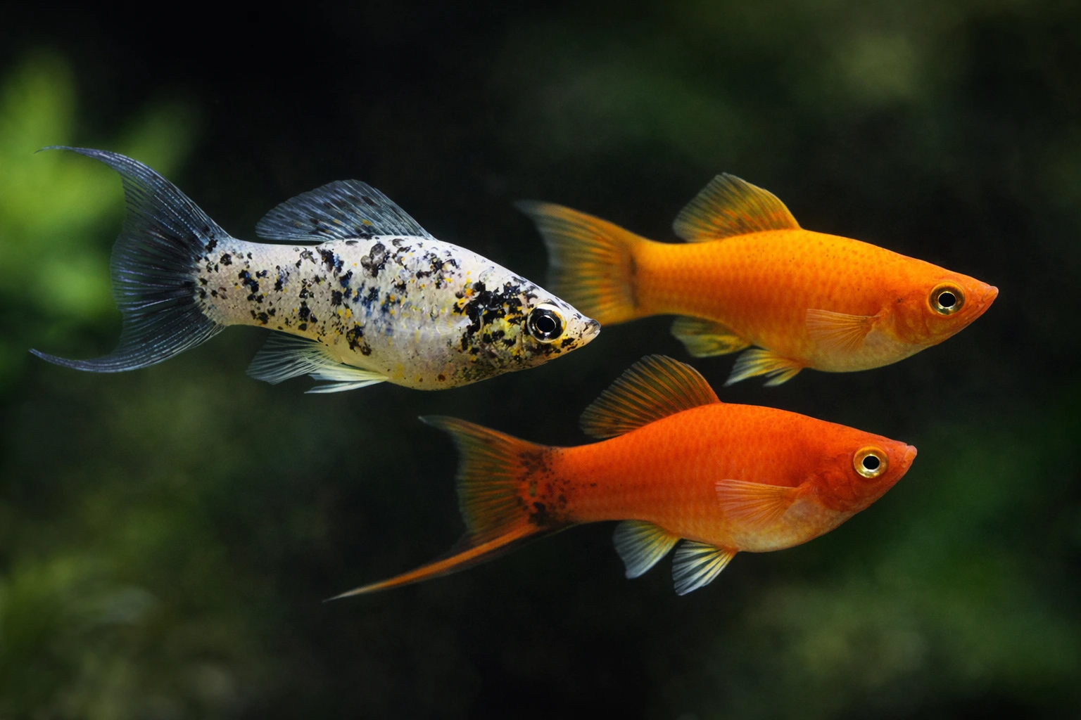 Poecilia / Xiphophorus