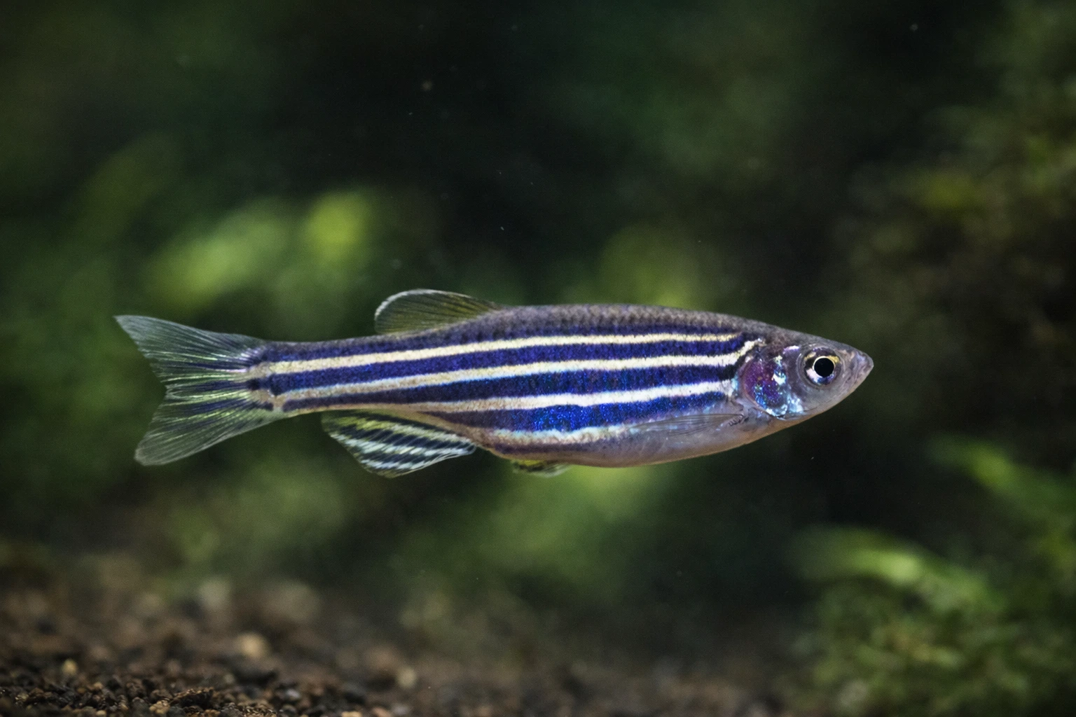 Danio rerio – Dane zebry