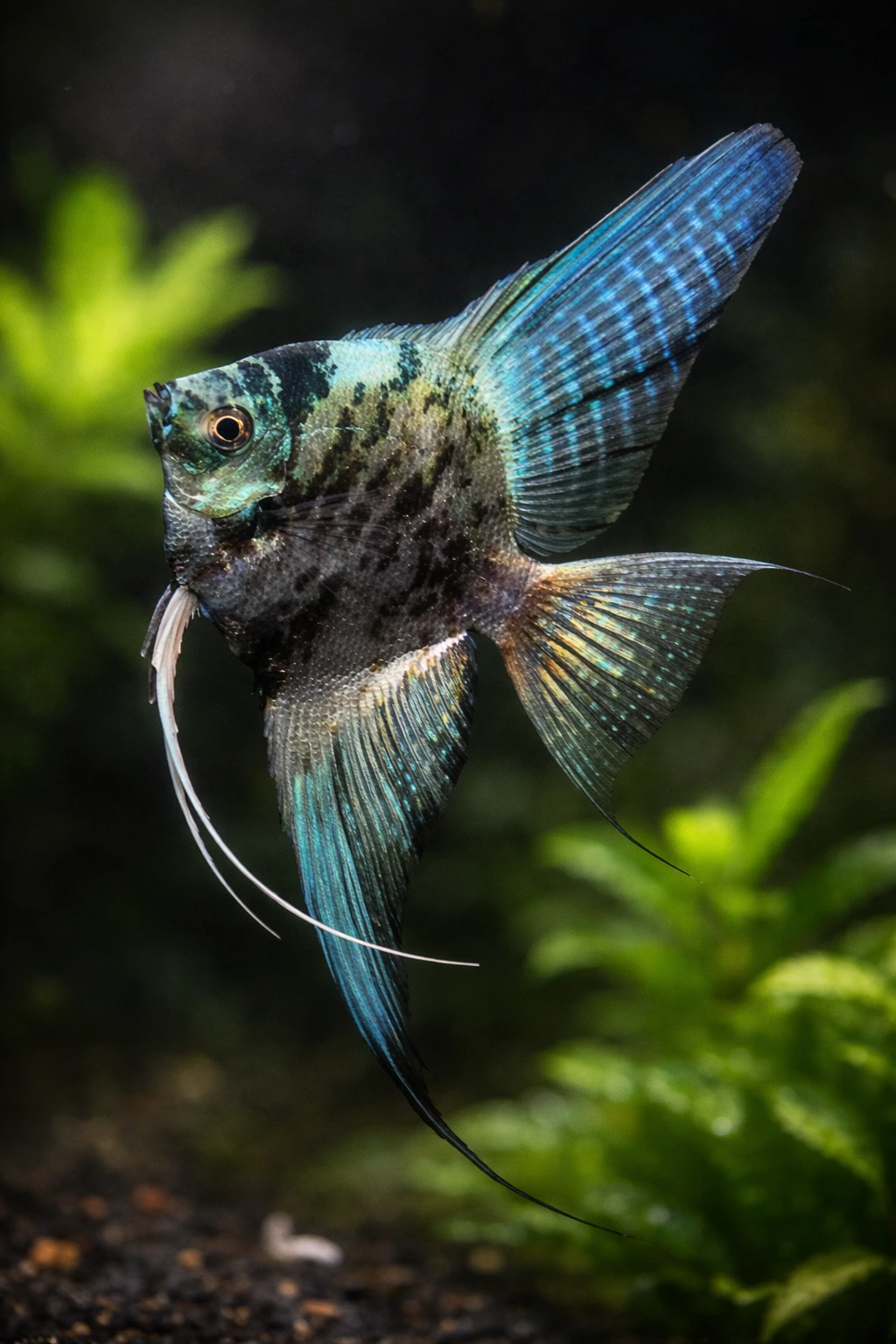 Skalar ( Pterophyllum scalare / Anioł ryba)