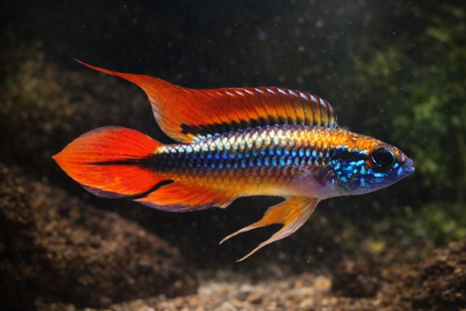 Pielęgniczka Agassiza (Apistogramma agassizii)