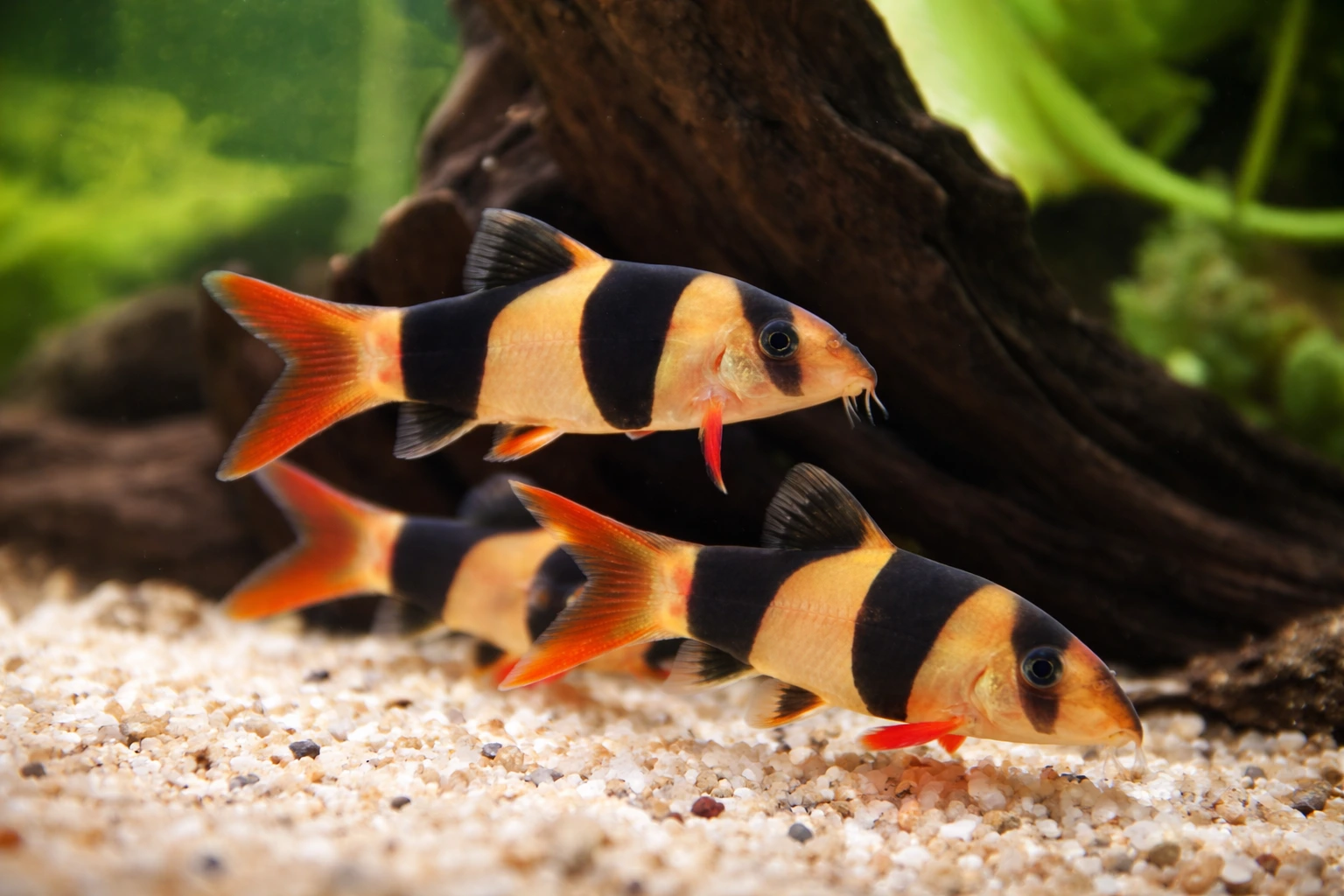 Bocja wspaniała (Chromobotia macracanthus)