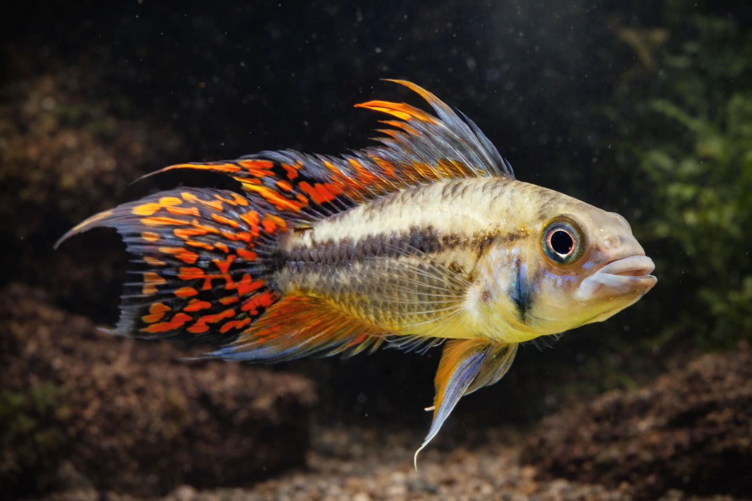 Pielęgniczka kakadu (Apistogramma cacatuoides)