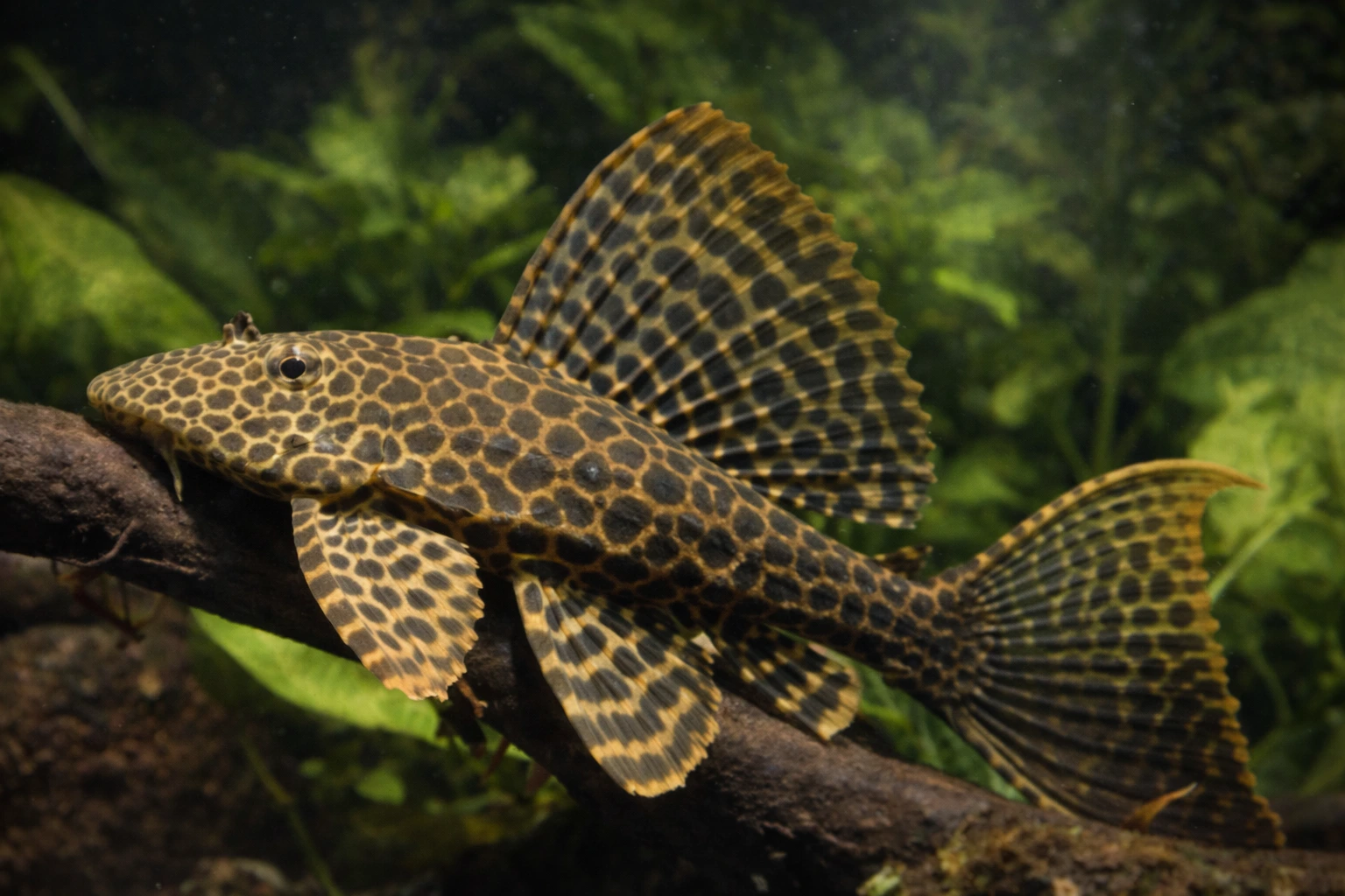 Zbrojnik lamparci (Pterygoplichthys sp.)