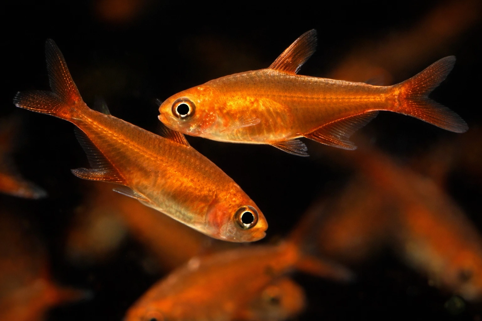 Bystrzyk amandy (Hyphessobrycon amandae)