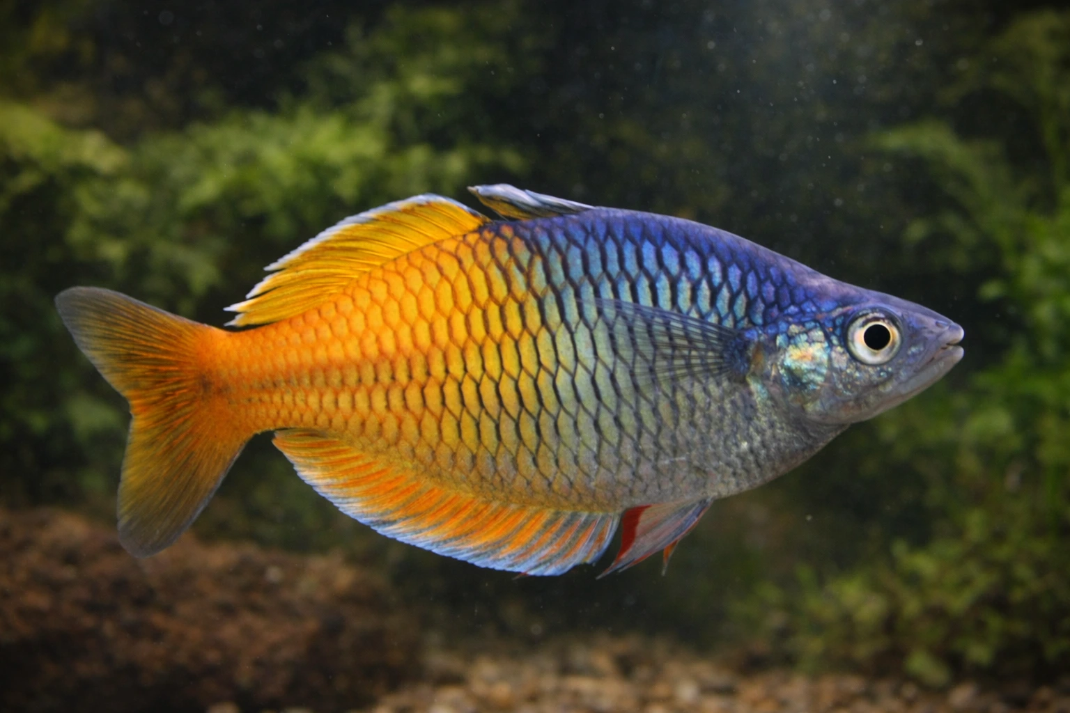 Tęczanka Boesemana (Melanotaenia boesemani)