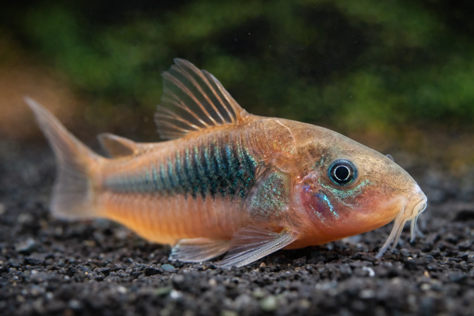 Kirysek spiżowy (Corydoras aeneus)