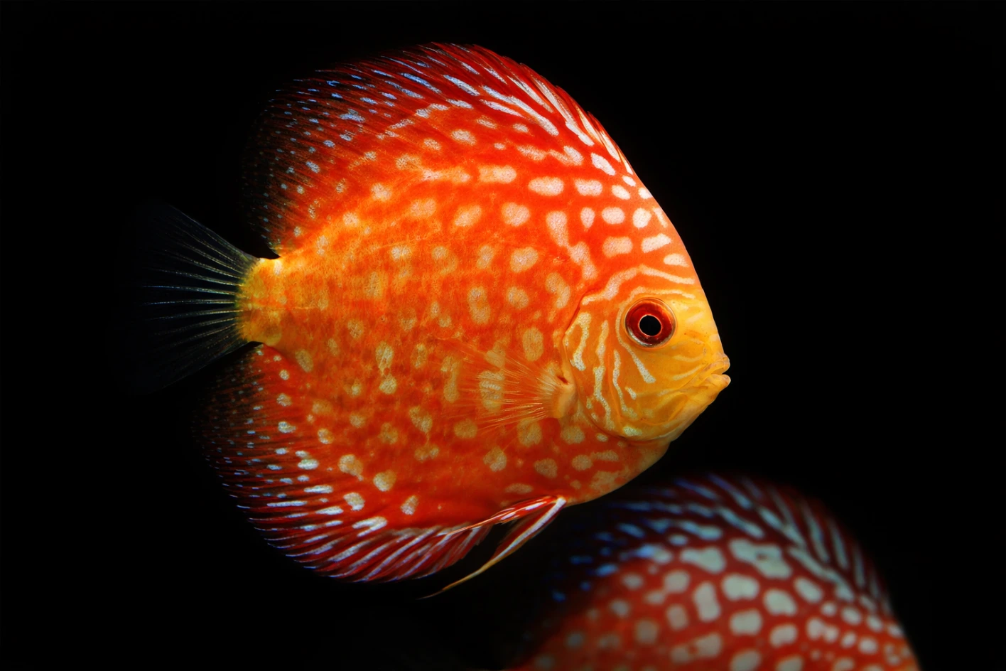 Paletki Discus (Symphysodon)