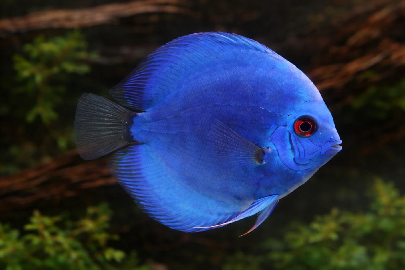 Paletki Discus (Symphysodon)