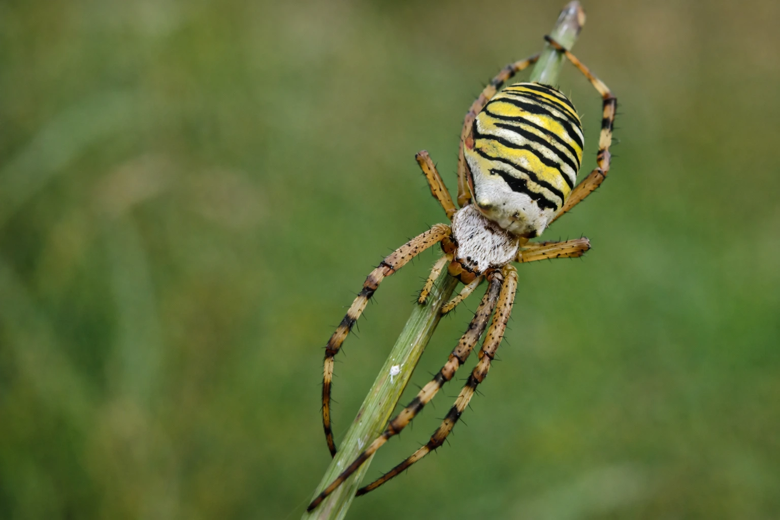 Tygrzyk paskowany (Argiope bruennichi)