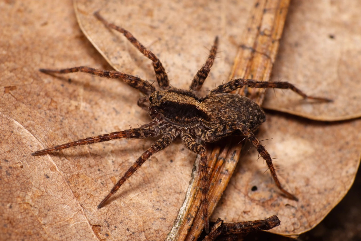 Pogońce (Pardosa – tzw. wilcze pająki)