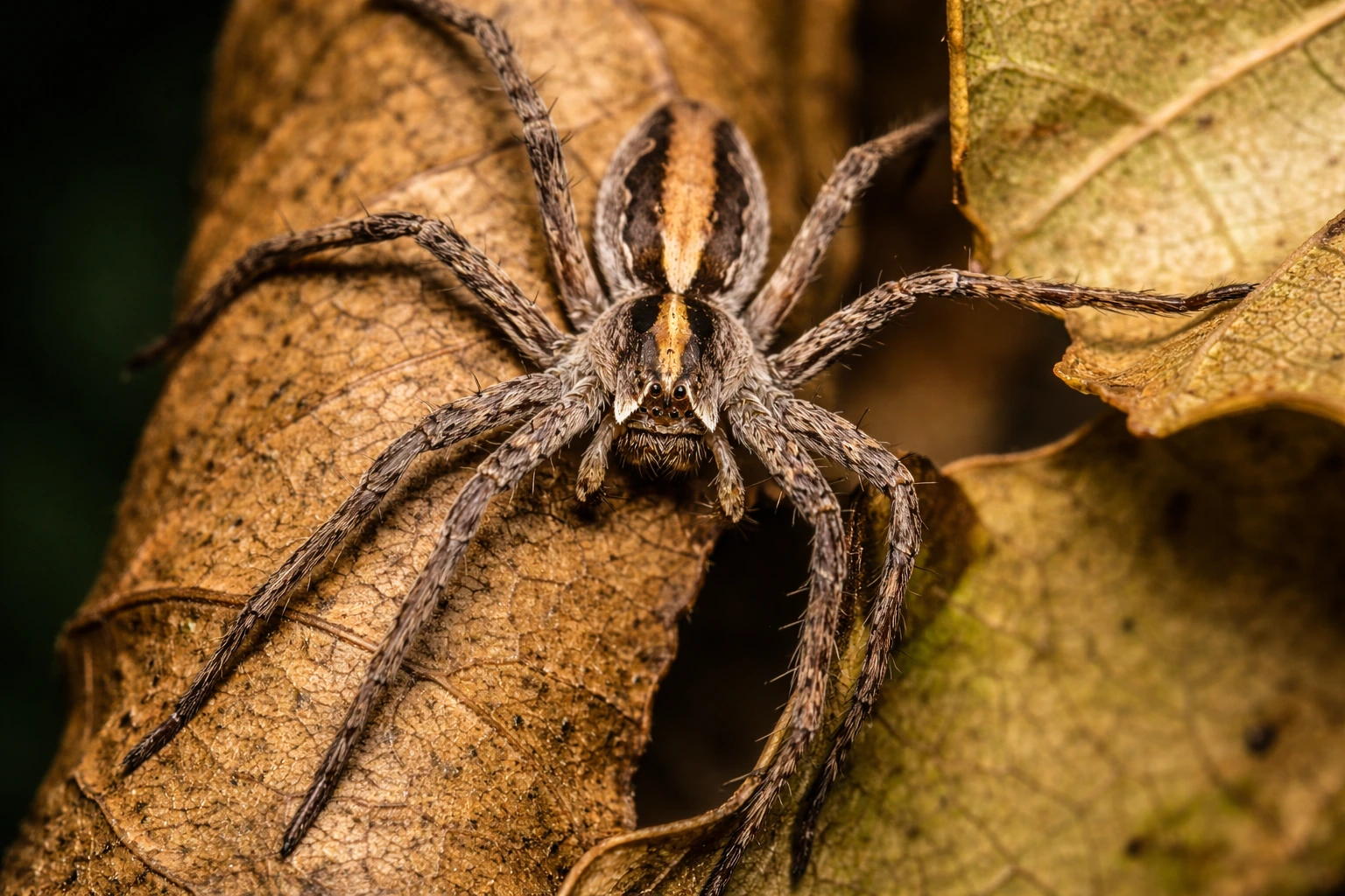 Darownik przedziwny (Pisaura mirabilis)