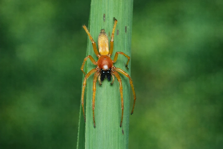 Kolczak (Cheiracanthium punctorium)