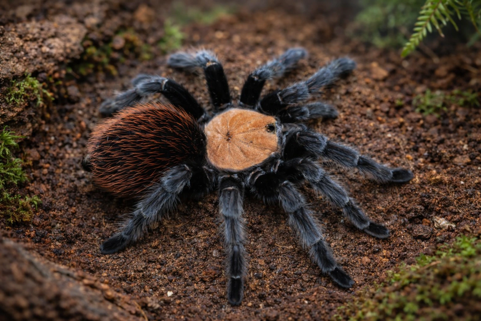 Brachypelma albiceps