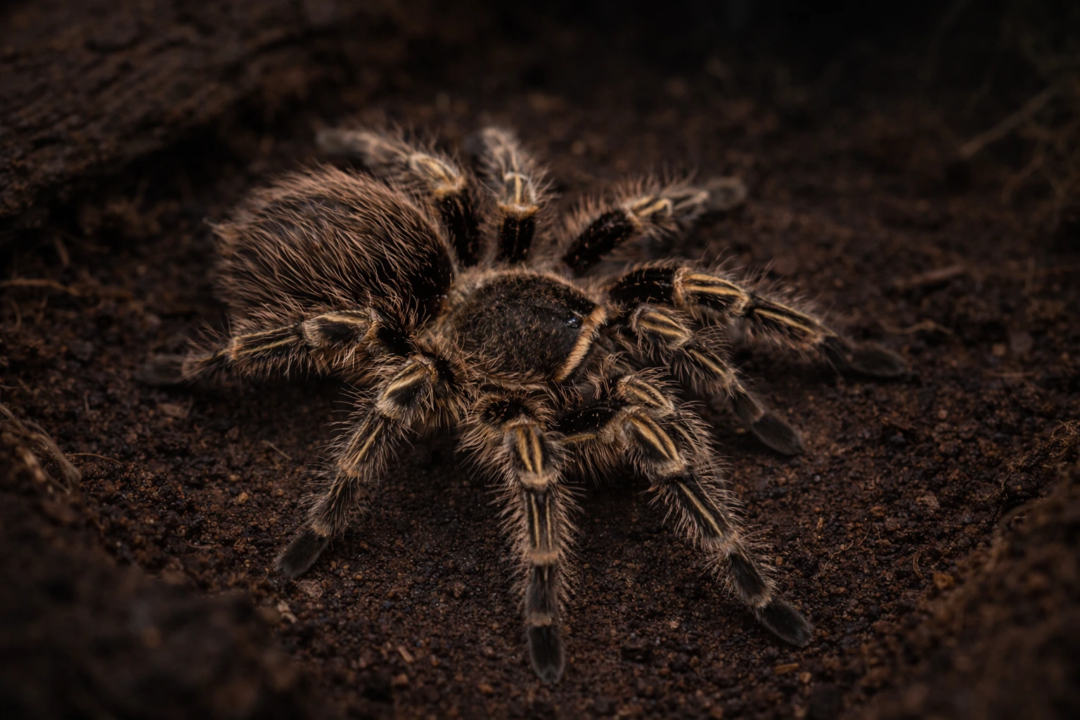 Grammostola pulchripes – NW, naziemny