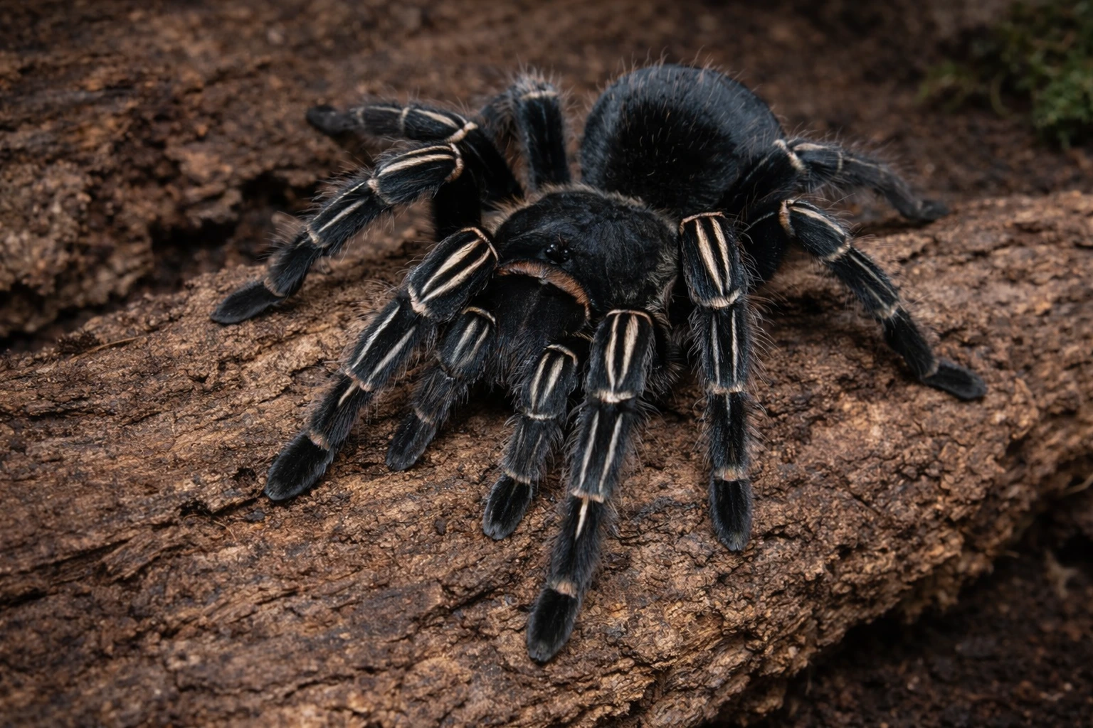 Aphonopelma seemanni – NW, naziemny/kopiący