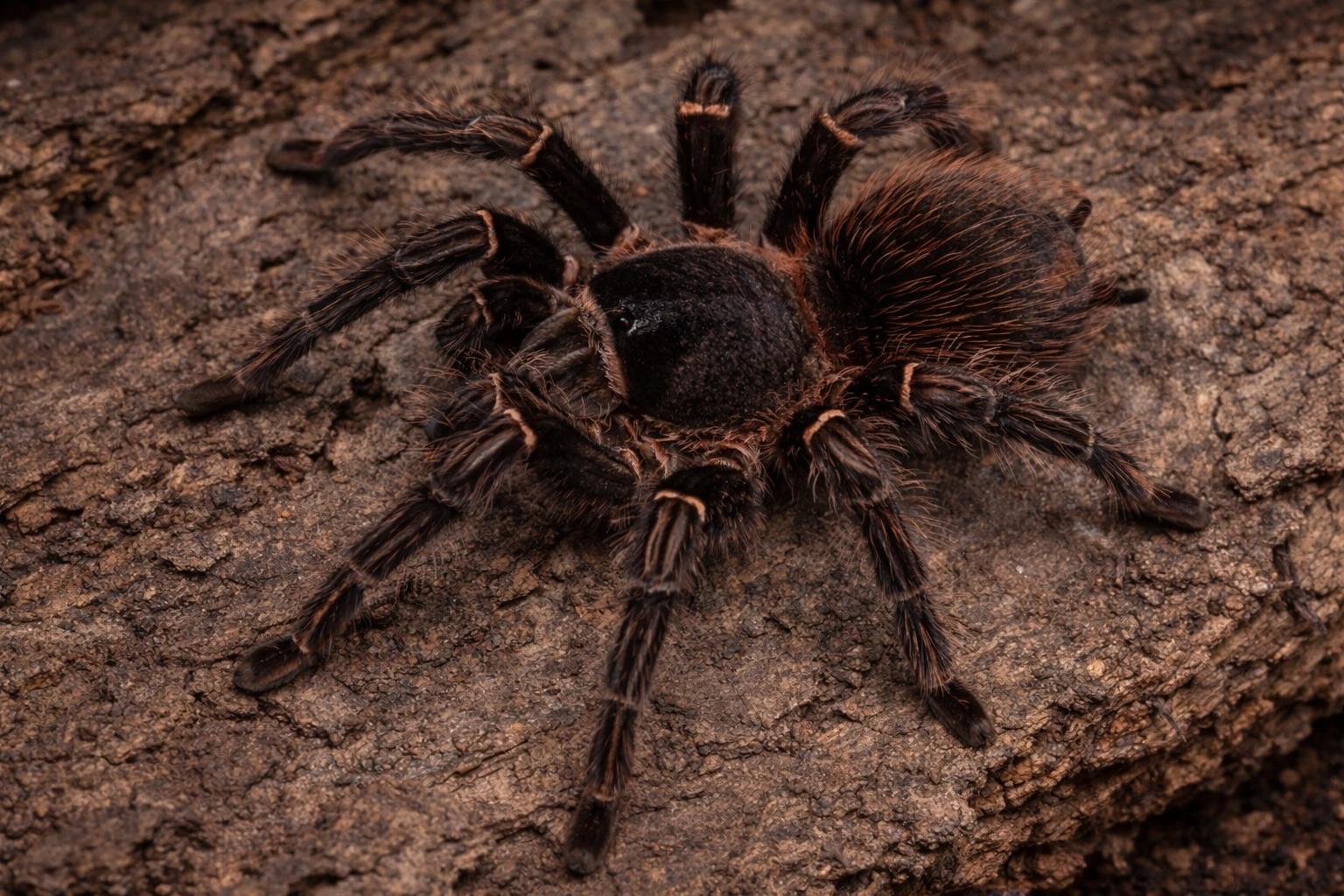 Lasiodora parahybana – NW, naziemny