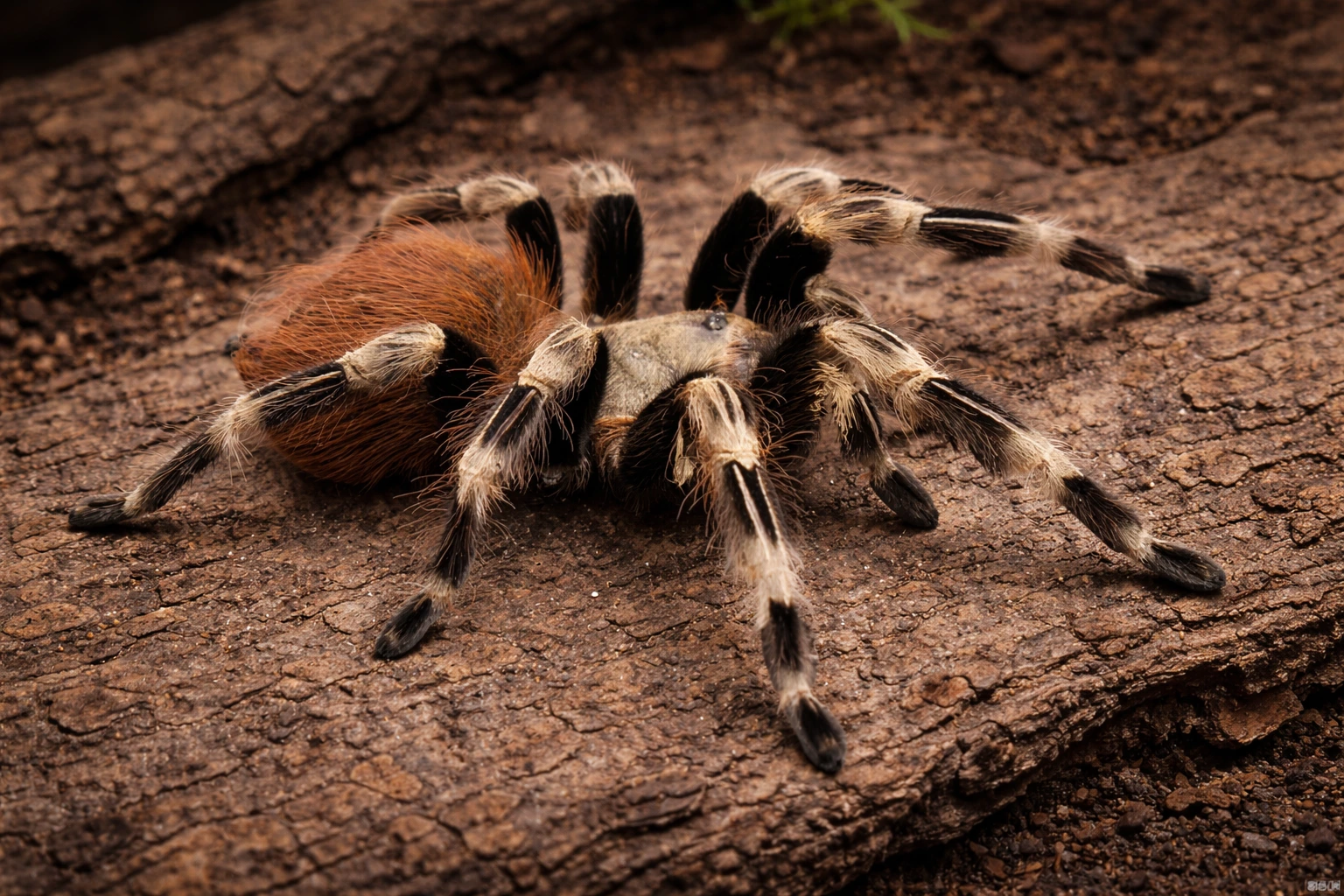 Nhandu chromatus – NW, naziemny