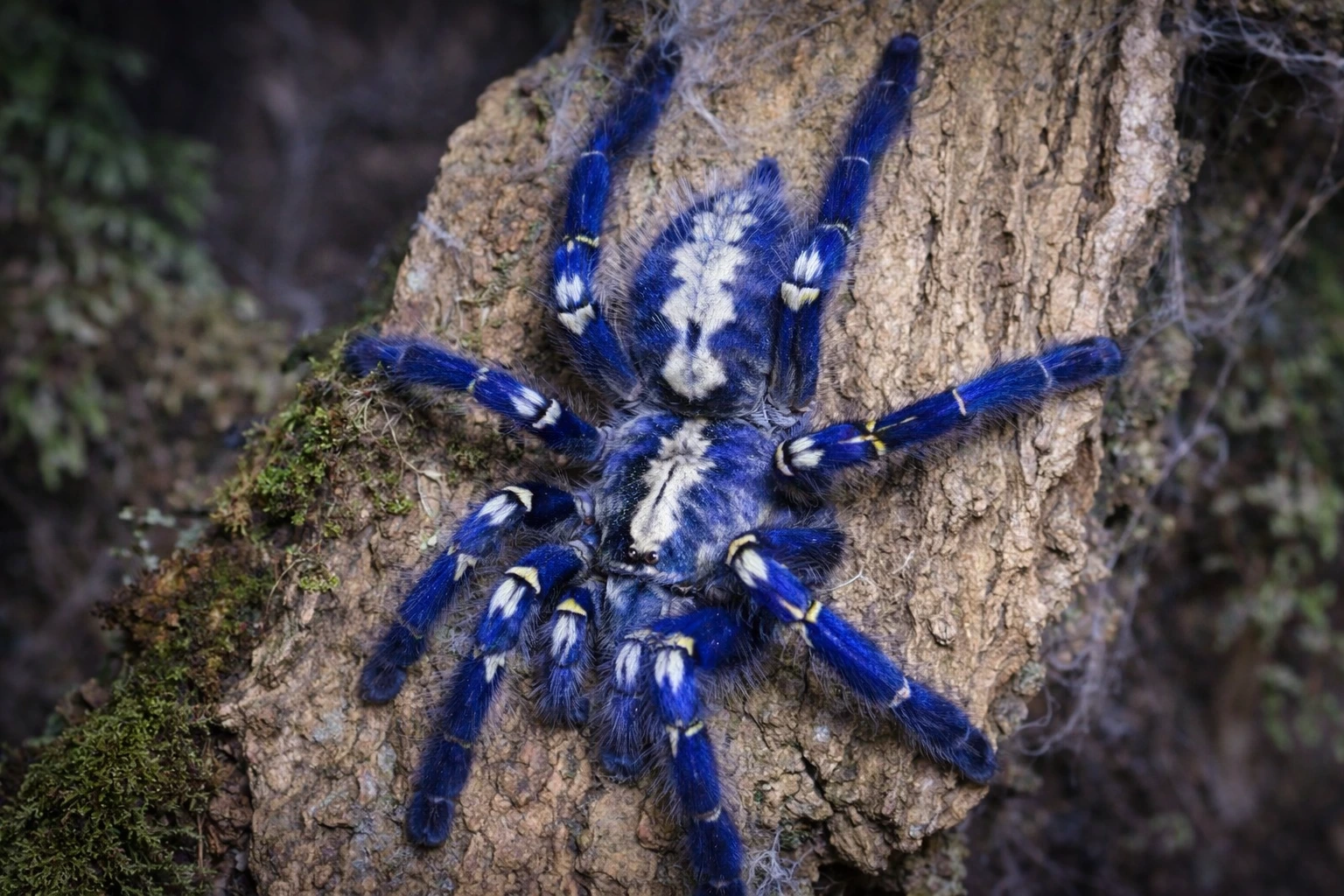 Poecilotheria metalica – OW, nadrzewny