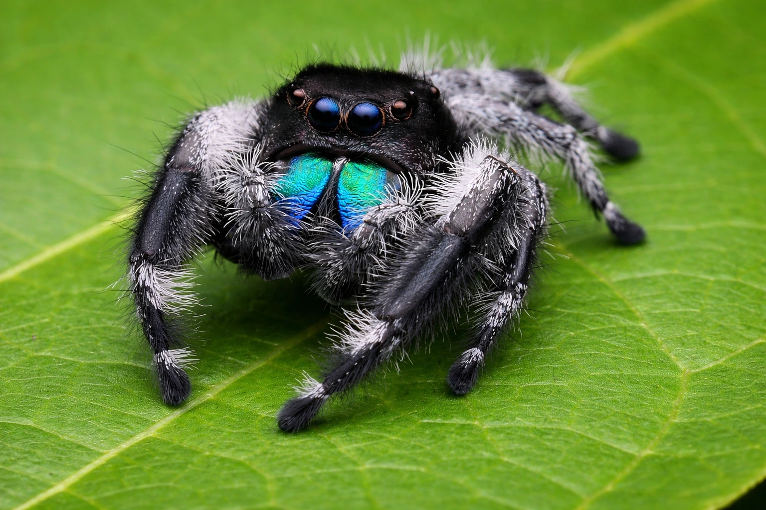 Phidippus regius (skakun królewski)