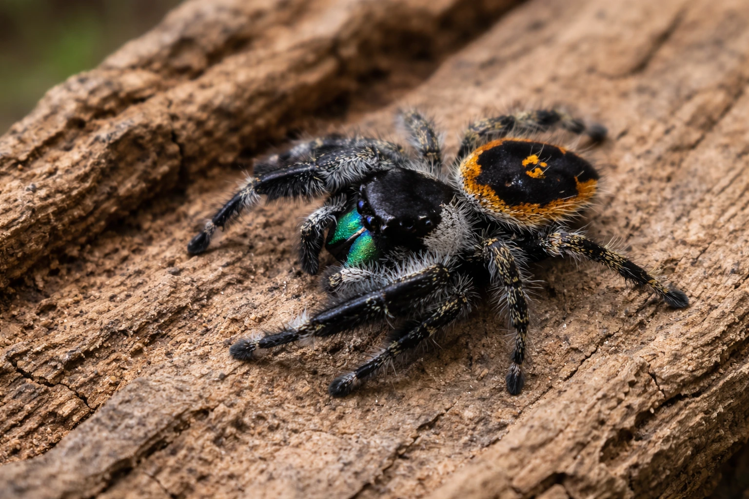 Phidippus audax skakun odważnyek (ang. odważny skaczący pająk)