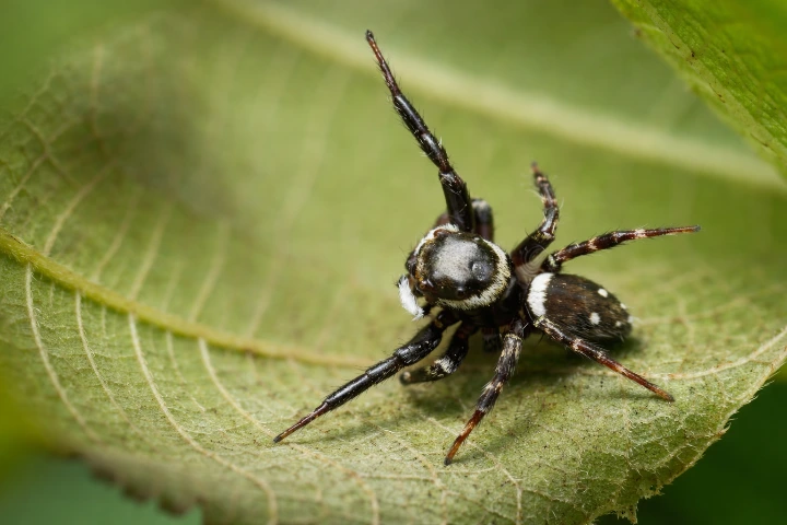 Hasarius adansoni (skoczek domowy Adansona)