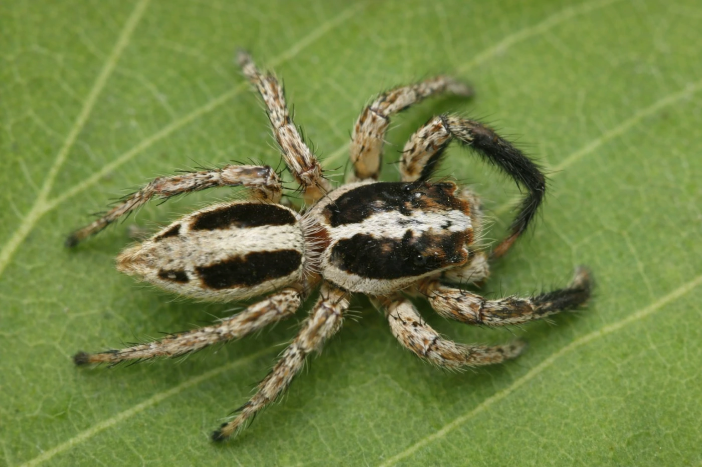 Plexippus paykulli (pantropikalny pająk skaczący)