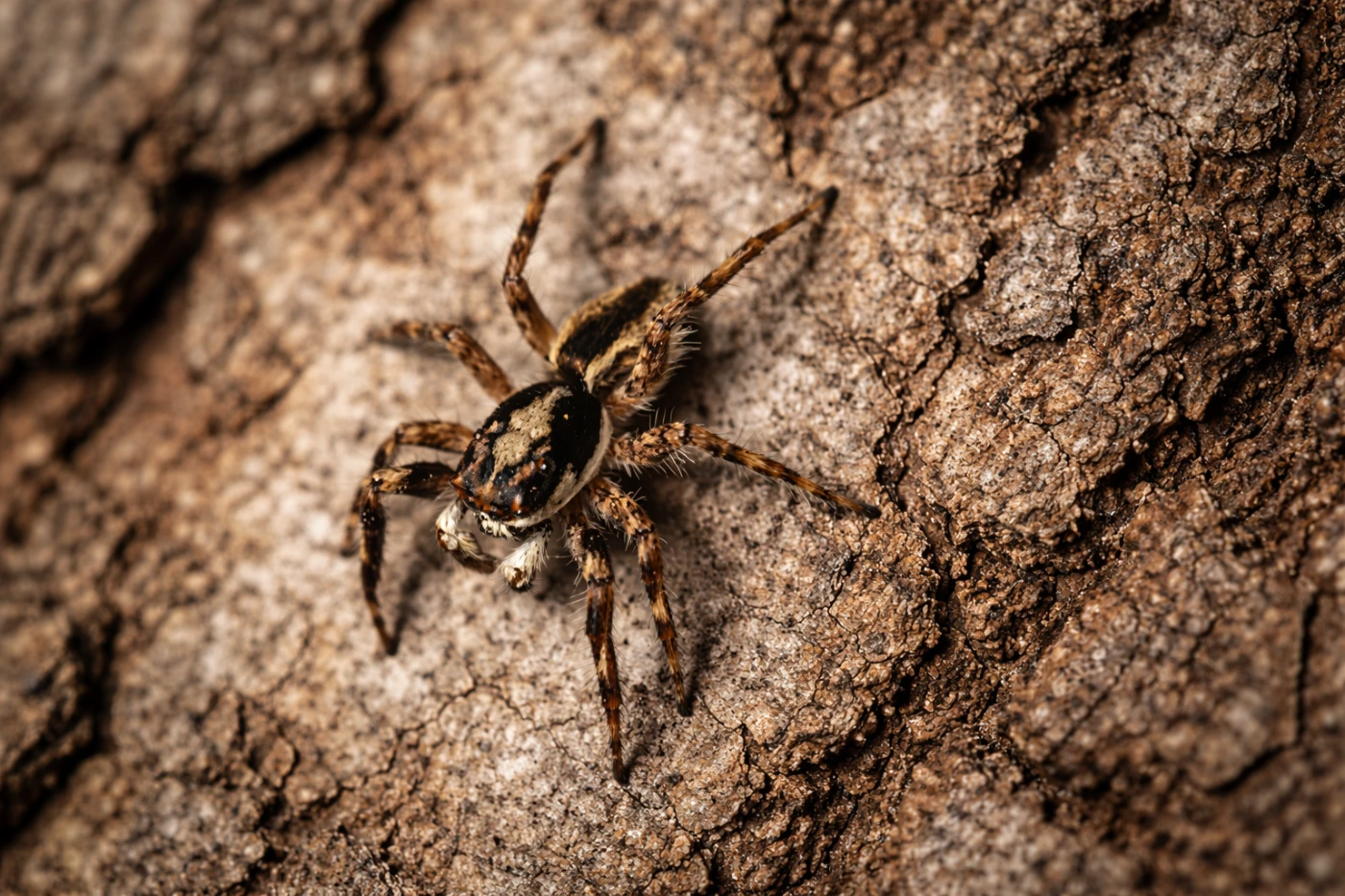 Menemerus bivittatus (szary pająk ścienny)