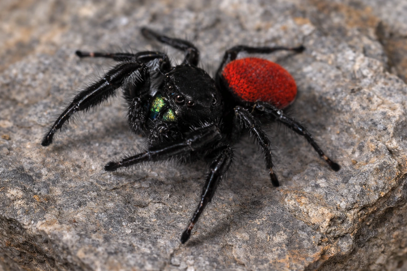 Phidippus johnsoni czerwonogrzbiety pająk skaczący